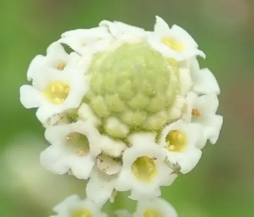 Lippia javanica - PictureThis