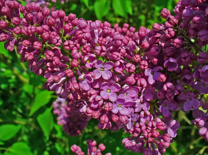 How to Plant and Grow Common lilac(Syringa vulgaris)