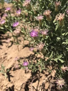 Wie man Federblume anbaut und pflegt