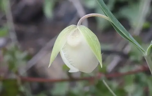 White globe lily