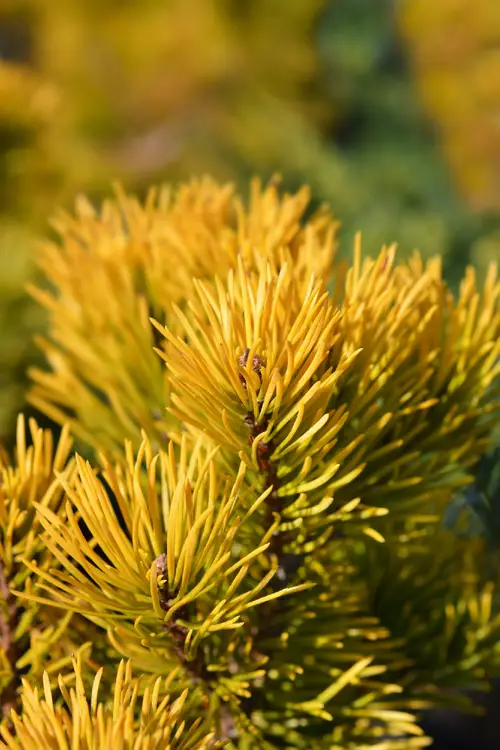 Pinus mugo 'Carstens'