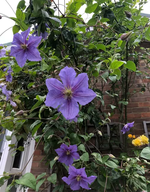 Clematis viticella 'Wisley'