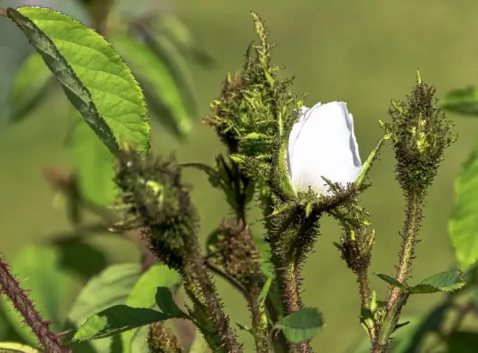 Cabbage rose 'Shailer's White Moss'