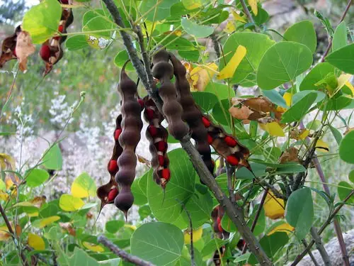 Colorín norteño (Erythrina flabelliformis) - PictureThis