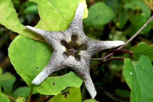 Dictyanthus pavonii