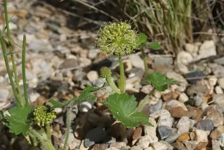Lexiflor 🍀 Cómo cultivar y cuidar una Hydrocotyle laxiflora