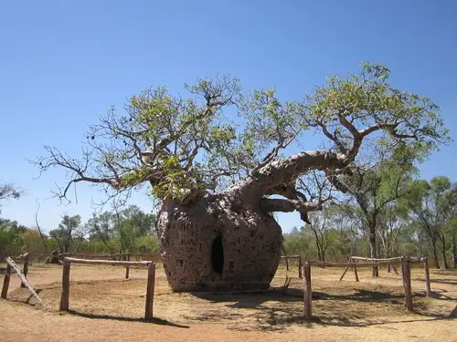 Australian baobab