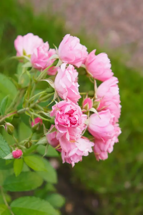 Rosa rugosa 'Pink Grootendorst'