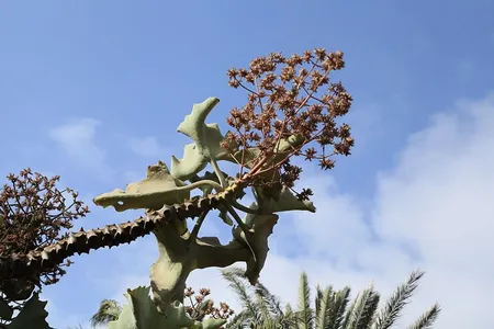 Wie man Elefantenohr-Kalanchoe anbaut und pflegt