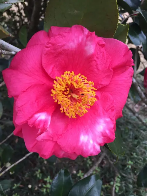 Japanese camellia 'Guilio Nuccio'