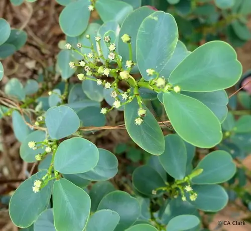 Euphorbia celastroides