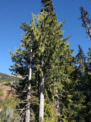 アラスカヒノキ (Xanthocyparis nootkatensis) - PictureThis