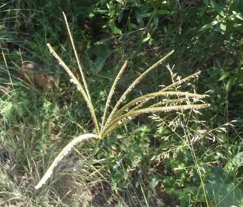 Caribbean fingergrass