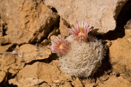 Lace-spine nipple cactus (Mammillaria lasiacantha) - PictureThis