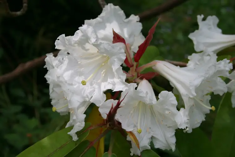 Lobed rhododendron