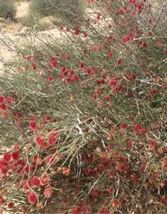 How to Prune Calligonum mongolicum