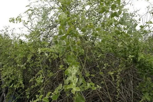 Cryptocarpus pyriformis