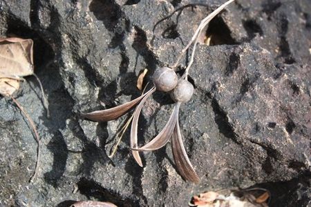 Propeller tree (Gyrocarpus americanus) - PictureThis