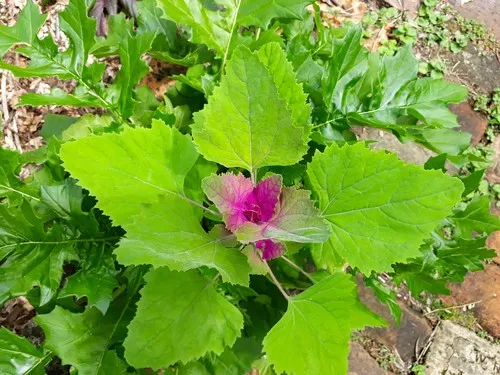 rhaphidophora foraminifera variegata Rhaphidophora Foraminifera Variegated 6” Exact Plant – Rare Foliage Plant Co main image 1