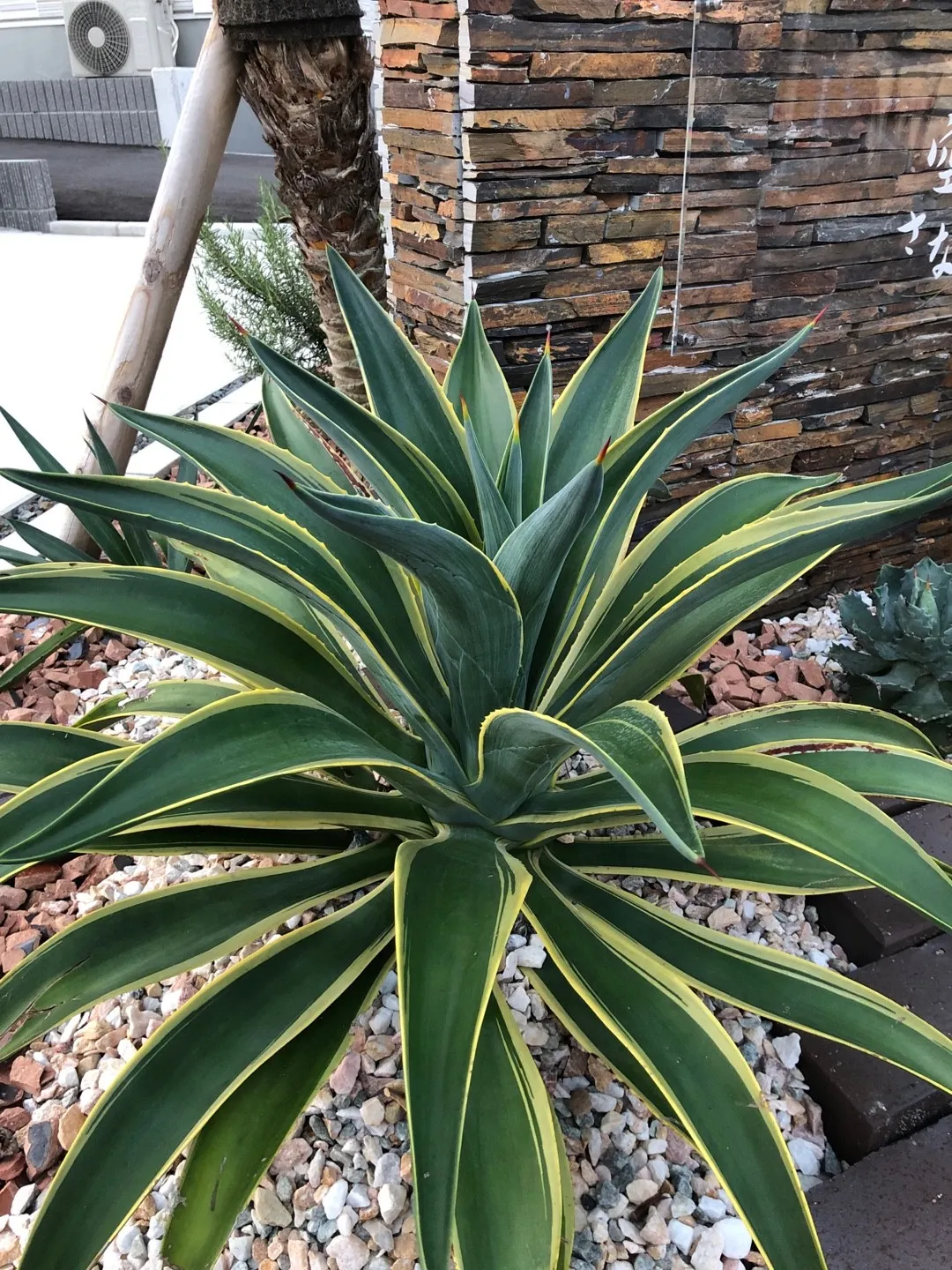 variegated agave Agave potatorum 'Ron' main image 1