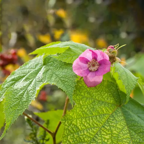 Purple-flowering raspberry