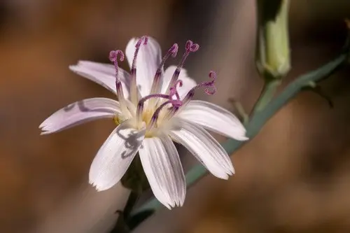 Stephanomeria thurberi