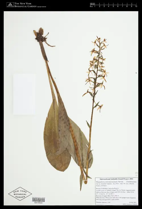 Platanthera metabifolia