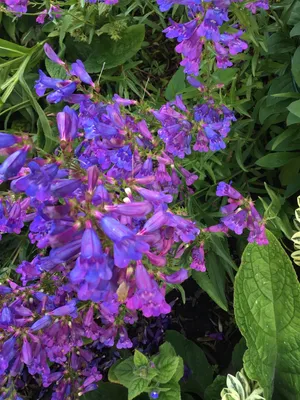 How to Grow and Care for Bunchleaf penstemon 'Catherine de la Mare'