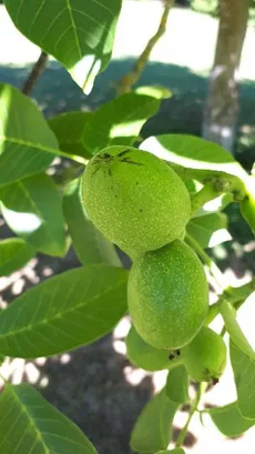 カシグルミ（菓子胡桃）の育て方・栽培方法