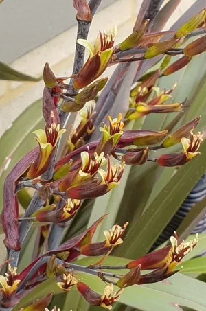 セロぺギア フスカ セロぺギア・フスカ (Ceropegia fusca) - PictureThis