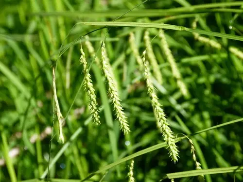 Carex prasina