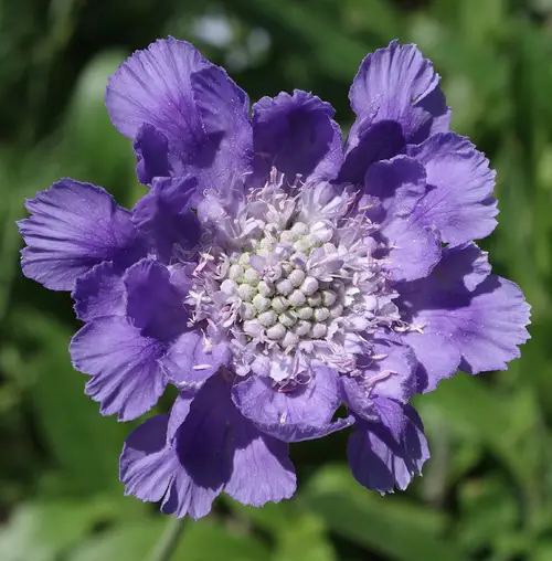高加索藍盆花