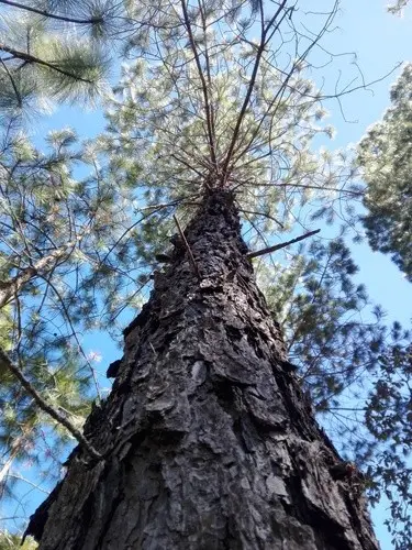 Pinus teocote