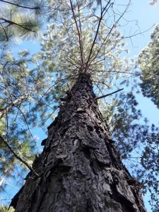 How to Prune Aztec pine