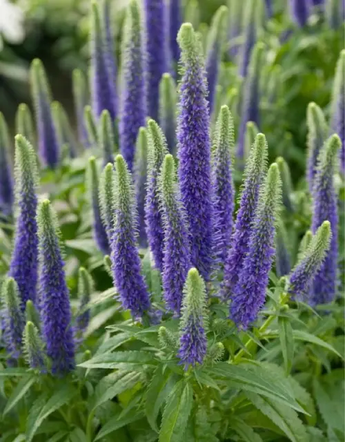Spiked speedwell 'Glory'