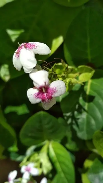 Few-flowered bellthorn