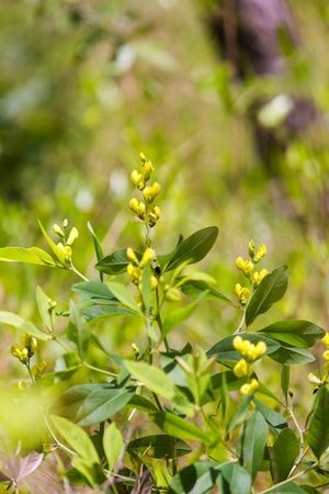 How to Grow and Care for Gopherweed