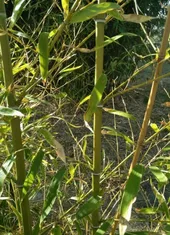 ホテイチク（布袋竹）の判定方法 (Phyllostachys aurea)