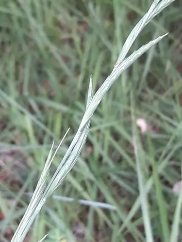 羽狀短柄草