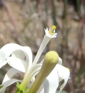 Cómo propagar una Turraea obtusifolia