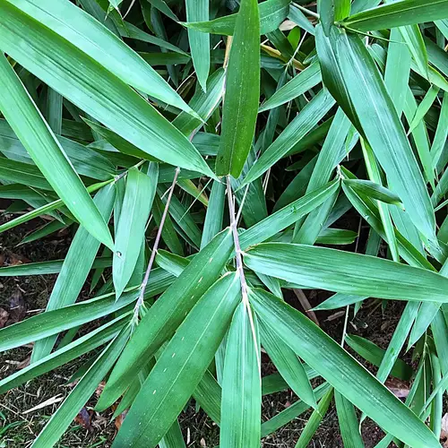 Bambou canebreak