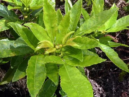 Weinmannia samoensis