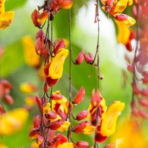 ツンベルギアマイソレンシス レア 希少 153459864427823125.jpeg?x-oss-