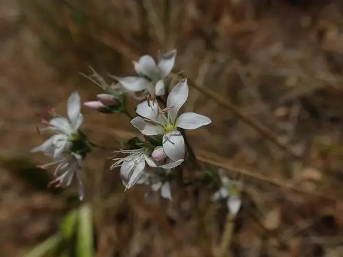 Hesperolinon californicum