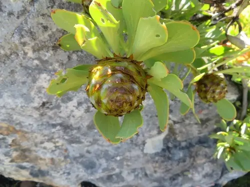 Leucadendron arcuatum