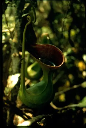 Low's pitcher plant