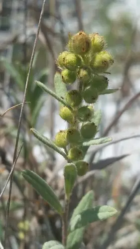 Crocanthemum nashii