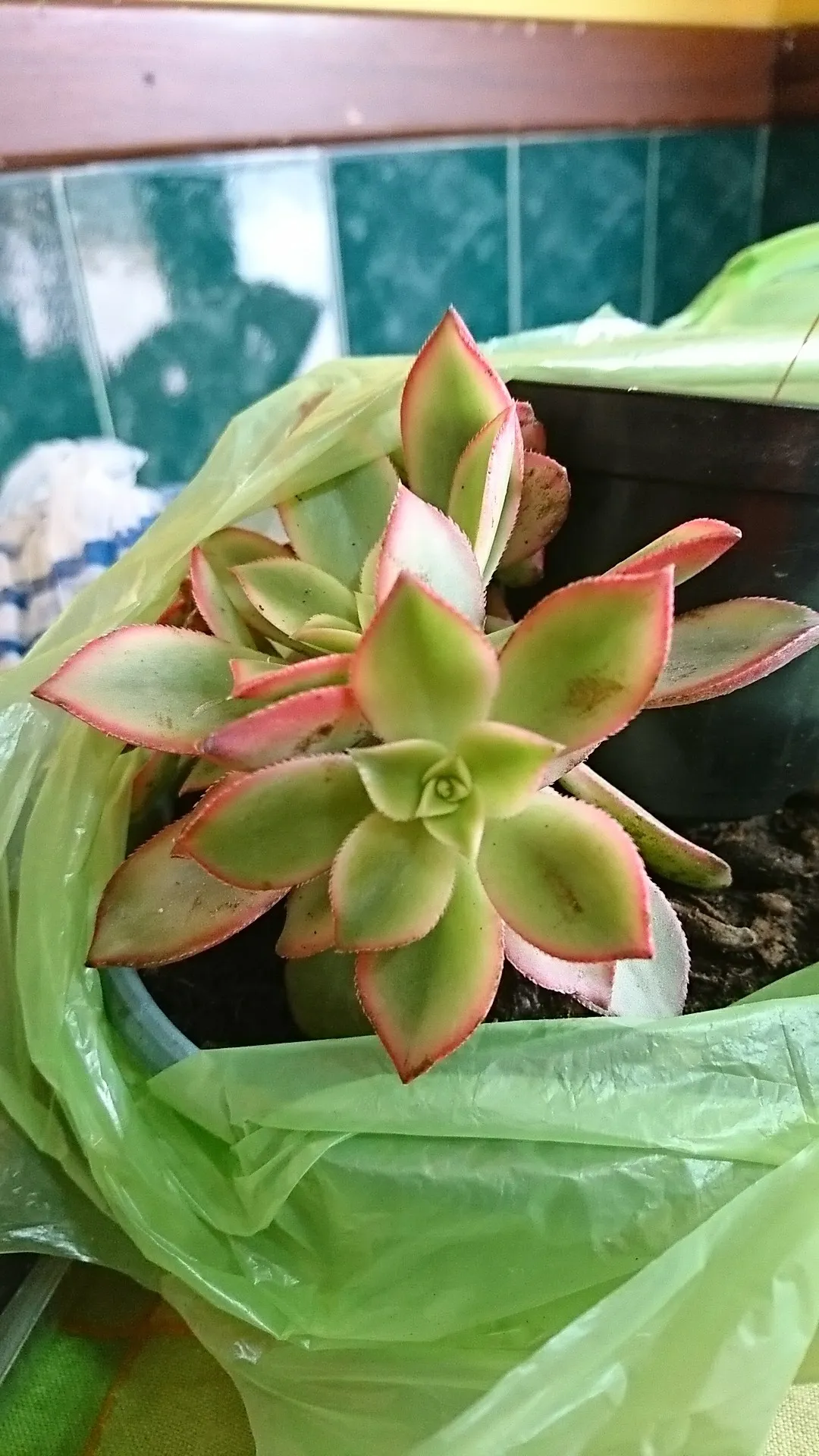 アエオニウム属の判定方法 (Aeonium)