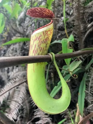 White-collared pitcher-plant