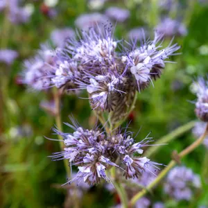 How to Prune Mongolian bluebeard
